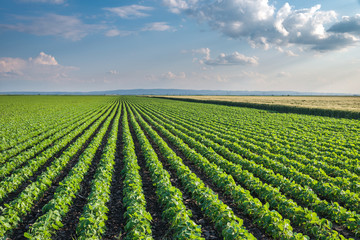 Soybean Field