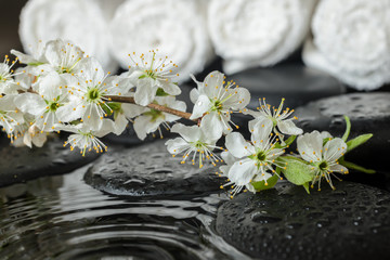 Fototapeta na wymiar Spa set of blooming fresh twig plum on zen stones and white towe
