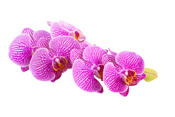 Fototapeta na wymiar branch blooming stripped lilac orchid, phalaenopsis is isolated