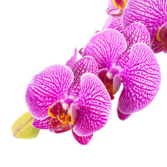 branch blooming stripped lilac orchid, phalaenopsis is isolated