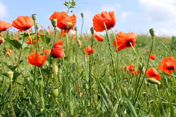 Obraz premium orange bright poppy