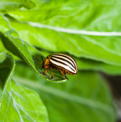 Colorado beetle closeup