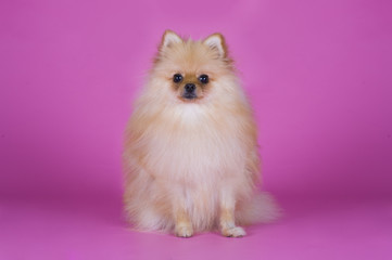Obraz premium small Pomeranian dog