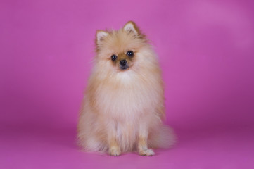 Fototapeta na wymiar small Pomeranian dog