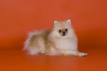 Obraz premium small Pomeranian dog