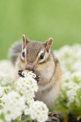 花畑とシマリス