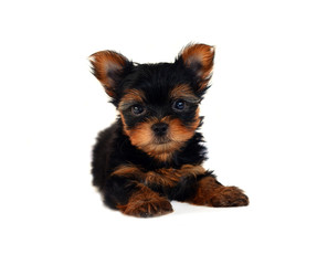 yorkshire terrier puppy  isolated on white