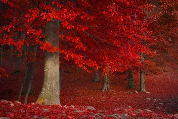 Peel and stick wall murals Rood violet Red trees in the forest during fall