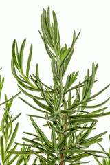 Rosemary