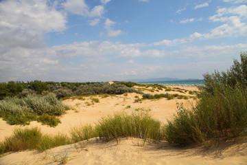 Sand dunes near the sea.