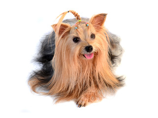 yorkshire terrier isolated on white