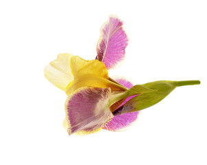 Close-up of yellow iris (Iris germanica)