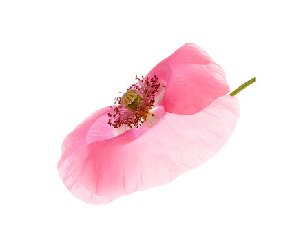 Opium   pink  poppy isolated on white background .