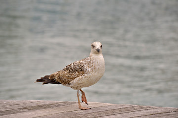 Seagull posing on wooden pavement near water