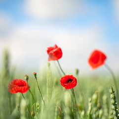 Obraz premium Maki na polu kukurydzy