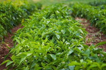 Pepper plant