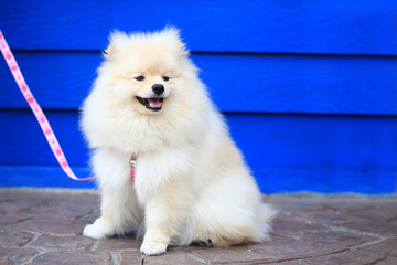 pomeranian puppy dog, cute pet