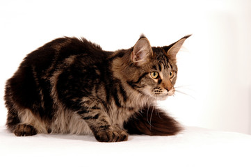 Maine Coon Katze liegend Freisteller