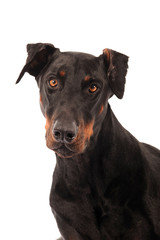 Dobermann Pinscher Portrait Freisteller