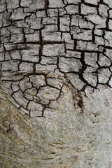 Tree bark texture background