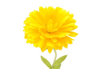 Calendula officinalis