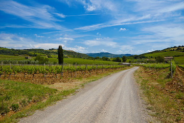 Fototapeta na wymiar Famous Tuscany vineyards. Italy