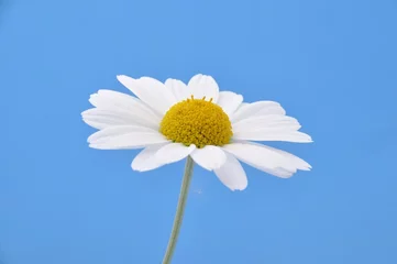 Crédence de cuisine en verre imprimé Marguerites White  daisy on a blue background