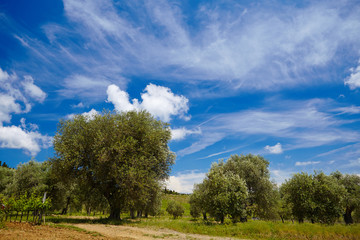 Olive tree in tuscany over blue sky, italy