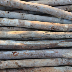 Pile of old wood sticks