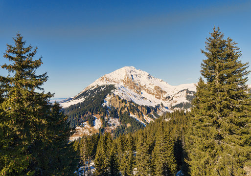 Mountain framed by firs