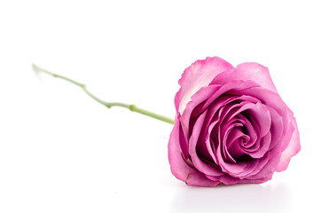 Fototapeta premium Pink rose isolated on white