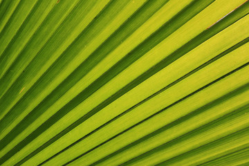 Obraz premium nature background, green palm leaf texture