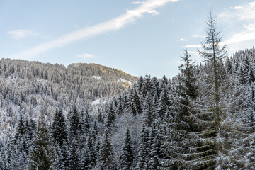 Firs forest in mountains