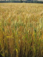 A field of  wheat