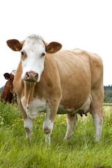 Cow eating green grass on a meadow