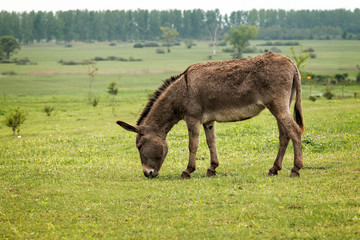 Donkey