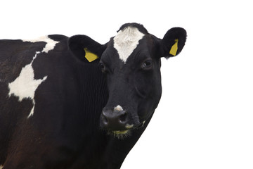 Cow in front of a white background,Isolated