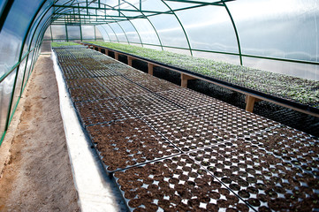 Fototapeta premium arched greenhouse