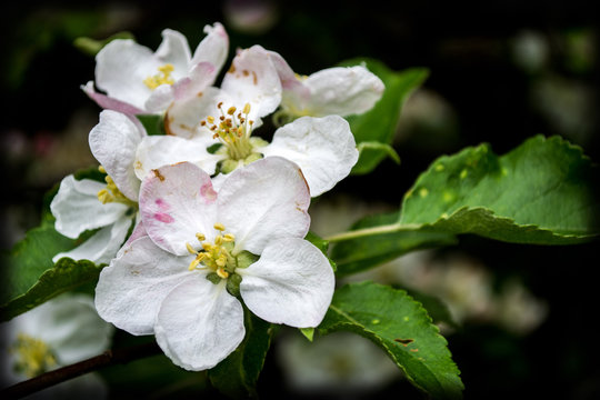 White flowers of apple in the garden