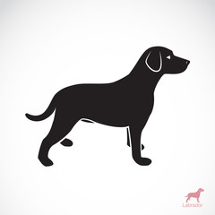 Vector image of an dog labrador