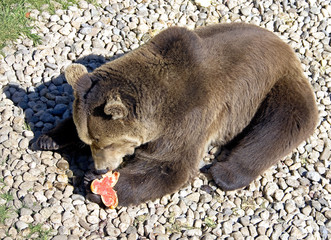 Brown bear