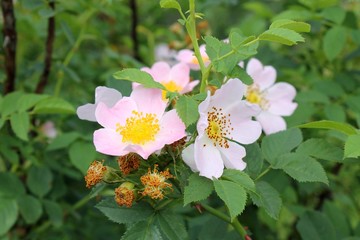 wild rose
