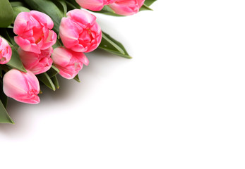 Fototapeta premium Rosa Tulpen auf weißem Hintergrund