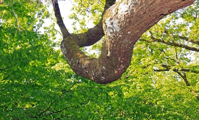 Dans les arbres. La forêt vue d'un arbre