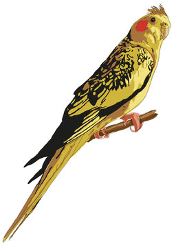 mottled yellow cockatiel