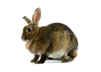 rabbit isolated on a white background