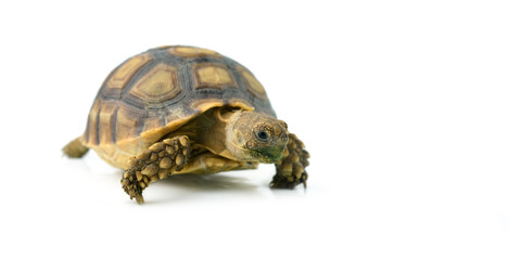 african spurred sulcata of white background