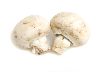 Mashrooms isolated on white background