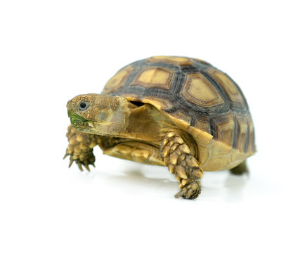 african spurred sulcata of white background