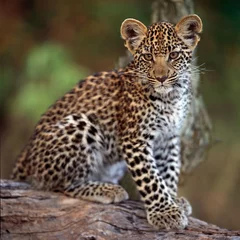Wandcirkels plexiglas leopard © gi0572